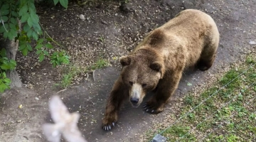 Trentino, turista aggredito da un orso: in ospedale con ferite agli arti