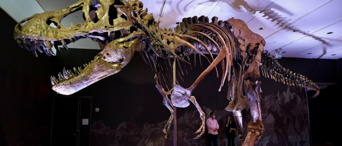 Usa, asta record per lo scheletro di un dinosauro: vale più di 40 milioni