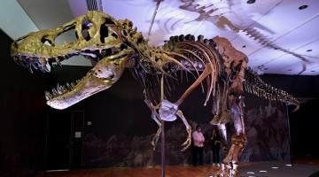 Usa, asta record per lo scheletro di un dinosauro: vale più di 40 milioni