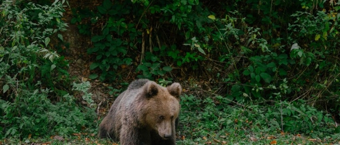 Trento, Tar blocca uccisione dell'orsa che ha aggredito un turista