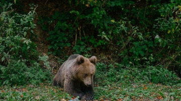 Trento, Tar blocca uccisione dell'orsa che ha aggredito un turista