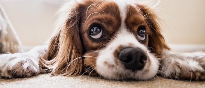 I cani fiutano il nostro stress e adottano un comportamento pessimista, lo ha dimostrato un esperimento