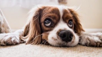 I cani fiutano il nostro stress e adottano un comportamento pessimista, lo ha dimostrato un esperimento