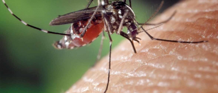 Venezia, muore dopo la puntura di una zanzara tigre: sospetto caso Chikungunya