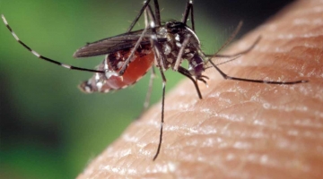 Venezia, muore dopo la puntura di una zanzara tigre: sospetto caso Chikungunya