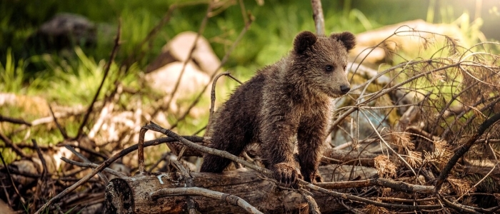 Trento, cucciolo di orso investito e ucciso da un'auto