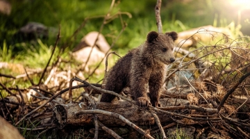 Trento, cucciolo di orso investito e ucciso da un'auto