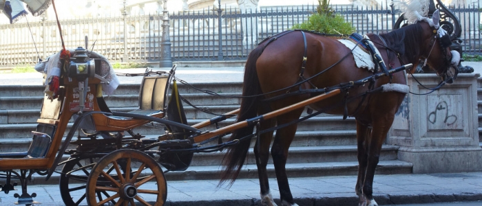 Palermo, troppo caldo: un cavallo con una carrozza stramazza a terra