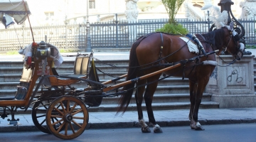 Palermo, troppo caldo: un cavallo con una carrozza stramazza a terra