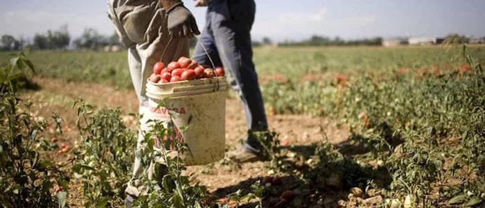 Caporalato nel Lodigiano: turni da 500 ore al mese ed evasione per 3 milioni di euro