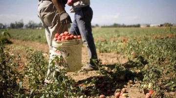 Caporalato nel Lodigiano: turni da 500 ore al mese ed evasione per 3 milioni di euro