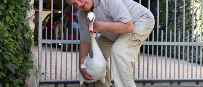 Croazia, salvò un cigno da morte certa: ora l'uomo e l'animale sono inseparabili