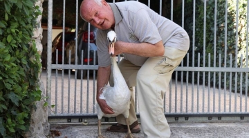 Croazia, salvò un cigno da morte certa: ora l'uomo e l'animale sono inseparabili