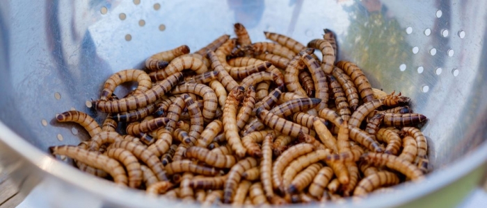 Cibi innovativi, l'Ue autorizza il commercio della larva della farina