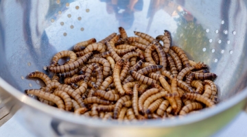 Cibi innovativi, l'Ue autorizza il commercio della larva della farina