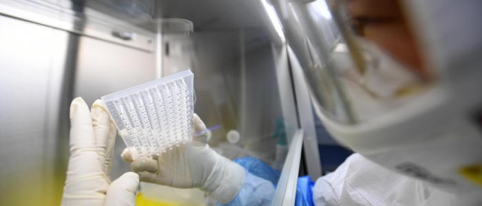 Team cinese scopre un nuovo coronavirus dei pipistrelli: è trasmissibile all'uomo