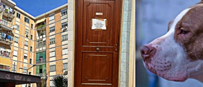 Acerra, bimba sbranata dal pitbull: sequestrato il cellulare del padre
