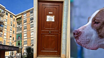 Acerra, bimba sbranata dal pitbull: sequestrato il cellulare del padre