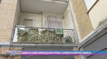 Bimba sbranata ad Acerra, il veterinario che ha analizzato il pitbull: "Non manifesta aggressività"
