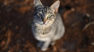 Allarme microplastiche: individuate anche nella placenta e nel feto del gatto