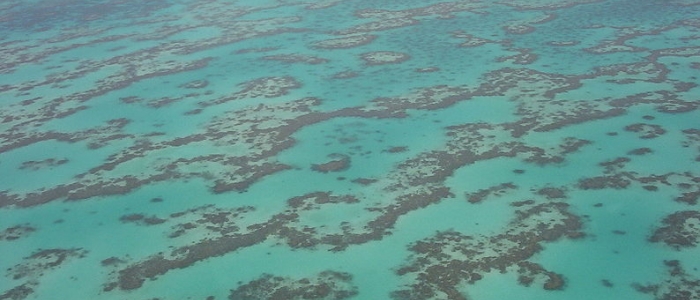 Il cambiamento climatico minaccia 3.500 specie di animali
