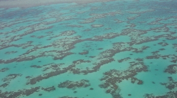 Il cambiamento climatico minaccia 3.500 specie di animali