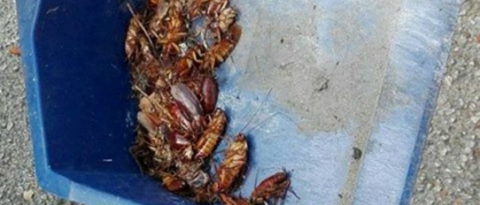 Emergenza igienica a Napoli: i quartieri alti invasi dalle blatte, ira dei residenti