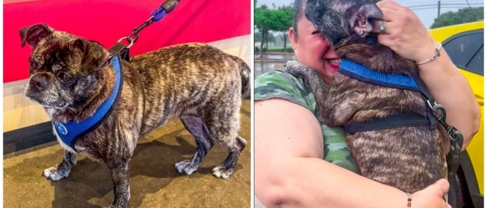 Cagnolina scompare dopo l'uragano Harvey: ritrovata 8 anni dopo a 480 km da casa