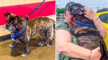 Cagnolina scompare dopo l'uragano Harvey: ritrovata 8 anni dopo a 480 km da casa