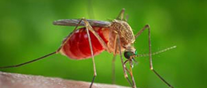West Nile, nel 2025 i morti da inizio anno salgono a sette: a luglio tre decessi nel Lazio e tre in Campania