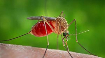 West Nile, nel 2025 i morti da inizio anno salgono a sette: a luglio tre decessi nel Lazio e tre in Campania
