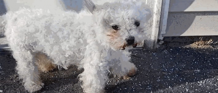Rapisce un cane e chiede 450 euro di riscatto, 16enne arrestato nel Napoletano