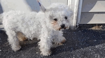 Rapisce un cane e chiede 450 euro di riscatto, 16enne arrestato nel Napoletano
