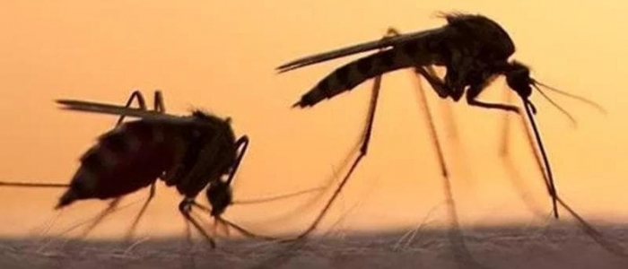 West Nile, sesta vittima nel Lazio: è una donna di 83 anni