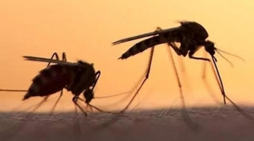 West Nile, sesta vittima nel Lazio: è una donna di 83 anni