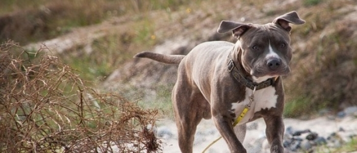 Mercatino Conca, il Comune marchigiano a rischio default per mantenere nove pitbull: "Ci costano 40mila euro l'anno"