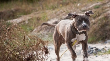 Mercatino Conca, il Comune marchigiano a rischio default per mantenere nove pitbull: "Ci costano 40mila euro l'anno"