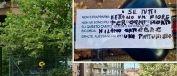 Milano, strappa un girasole dedicato a un figlio morto: "Se ne mettessero tutti, la citt&agrave; sarebbe una pattumiera"