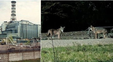 Chernobyl, lupi grigi mutanti attorno alla centrale nucleare