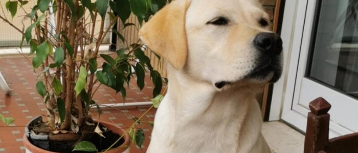 Pavia, un 28enne cieco: "Nessuno mi affitta una casa perch&eacute; ho il cane guida"