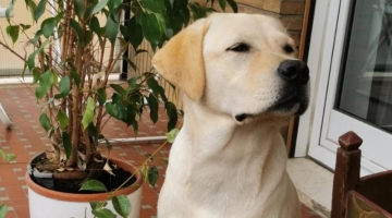 Pavia, un 28enne cieco: "Nessuno mi affitta una casa perch&eacute; ho il cane guida"