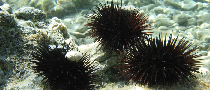 Puglia: il fermo pesca per i ricci di mare sta per scadere, ma i fondali restano deserti