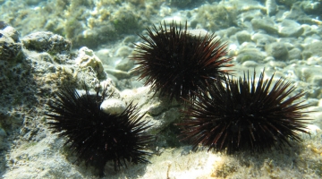 Puglia: il fermo pesca per i ricci di mare sta per scadere, ma i fondali restano deserti