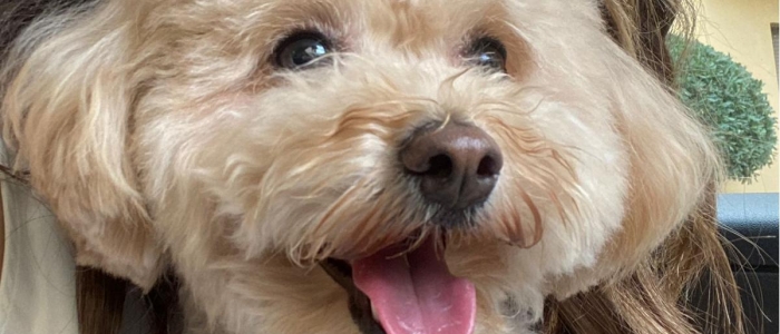 Brescia, ladri rapiscono un cane e lo gettano da un'auto in piena corsa: cos&igrave; &egrave; morto il barboncino Aaron