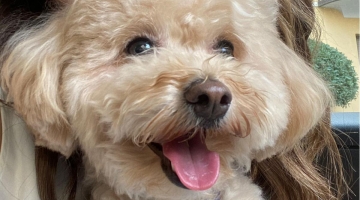 Brescia, ladri rapiscono un cane e lo gettano da un'auto in piena corsa: cos&igrave; &egrave; morto il barboncino Aaron