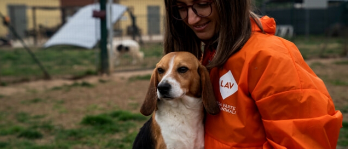 Il Tar del Lazio blocca la sperimentazione sui cani: "La loro salute prevale sulla ricerca"