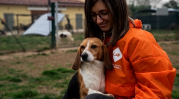 Il Tar del Lazio blocca la sperimentazione sui cani: "La loro salute prevale sulla ricerca"