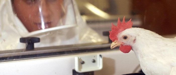 Influenza aviaria, identificato caso in Lombardia: &egrave; il primo umano in Europa