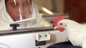 Influenza aviaria, identificato caso in Lombardia: &egrave; il primo umano in Europa