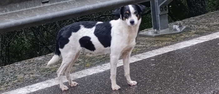 Sardegna, il Comune vieta di dare cibo e acqua a una cagnolina abbandonata: &egrave; polemica